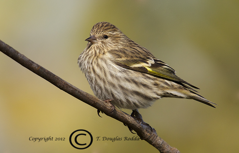 SISKIN